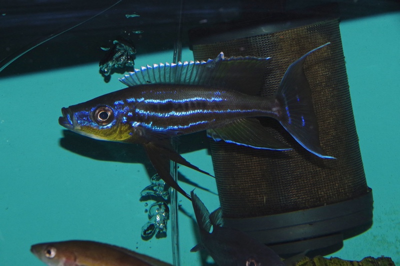 Benthochromis horii 'Kala Island'